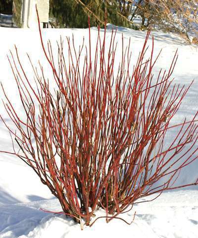 Unlike most Cornus that reach 8 to 10 feet tall Arctic Fire grows only half that height. Photo: Proven Winners