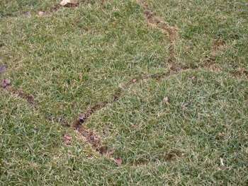 Vole damage is easily spotted once the snow has melted away. Photo: Gertens