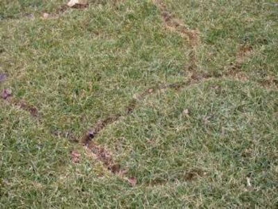 Vole damage is easily spotted once the snow has melted away. Photo: Gertens