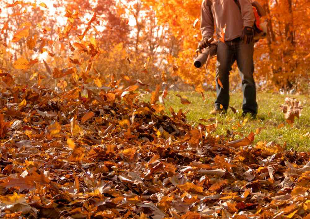 Man Blowing Leaves During the Fall