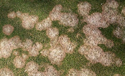 Pink snow mold is caused by the fungus Microdochium nivale. Photo: Todd Clift, Country Club of Ithaca