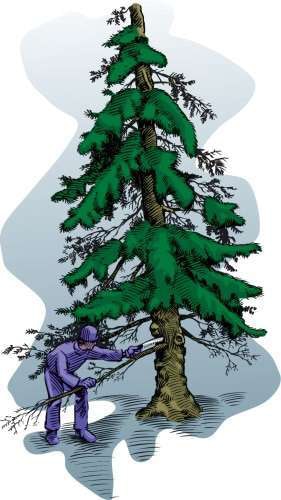 Photo: International Society of Arboriculture