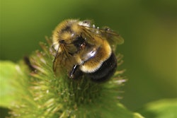 The rusty patched bumblebees population had dwindled over the past two decades. Photo: Dan Mullen/Flickr