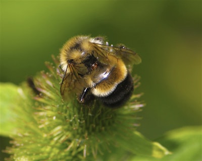 The rusty patched bumblebees population had dwindled over the past two decades. Photo: Dan Mullen/Flickr