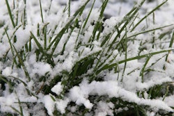 snow-on-grass-soma-kondo