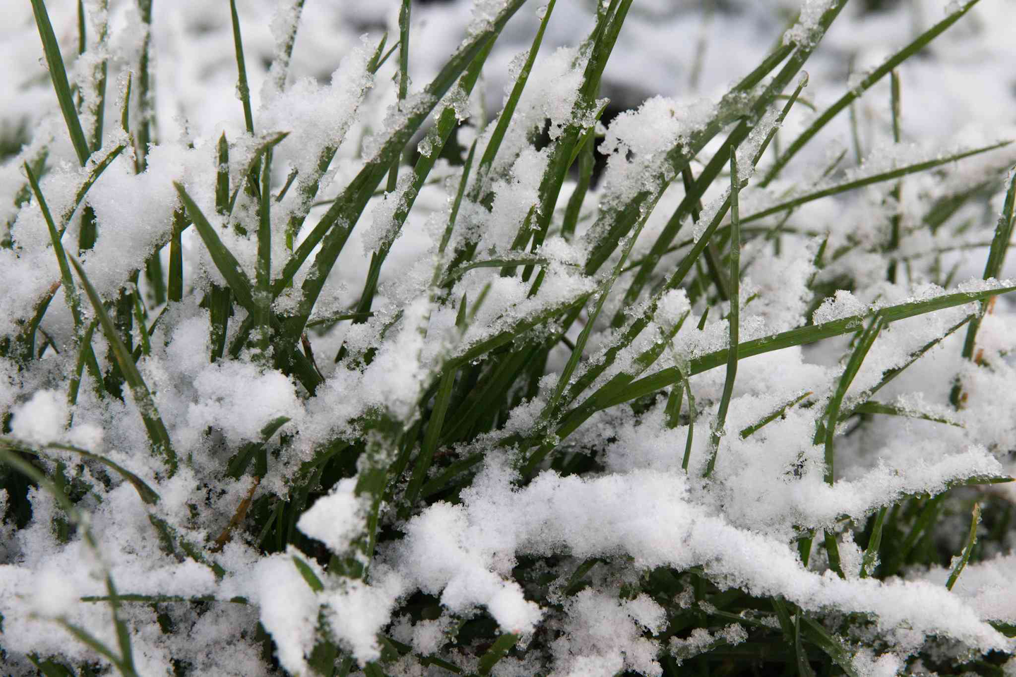 Common causes of winter-damaged lawns and how to solve them | Total ...