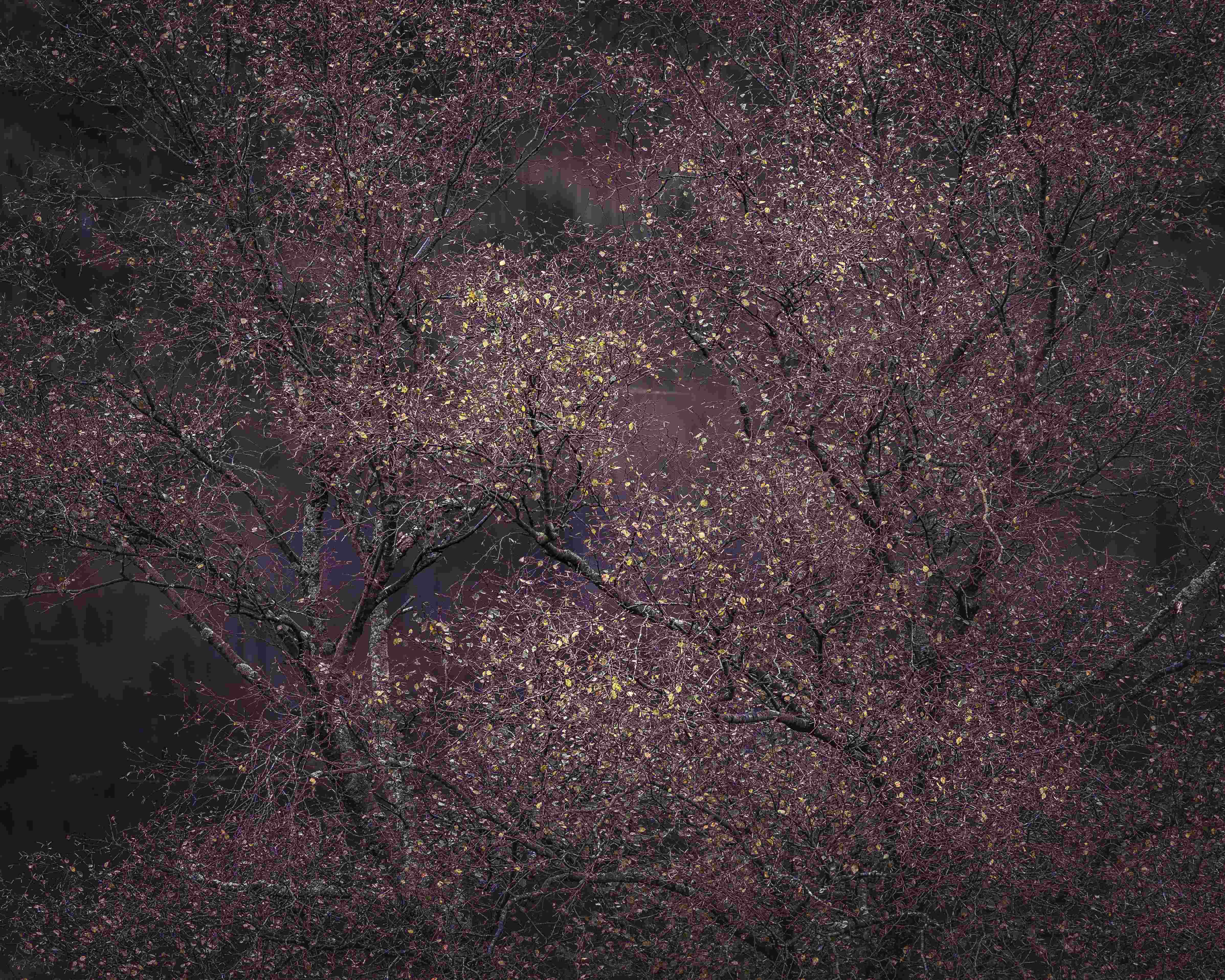 The overall winner of the International Garden Photographer of the Year competition. Image by...