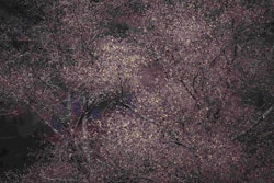 The overall winner of the International Garden Photographer of the Year competition. Image by...