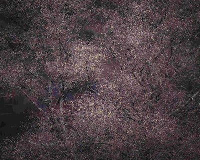 The overall winner of the International Garden Photographer of the Year competition. Image by...