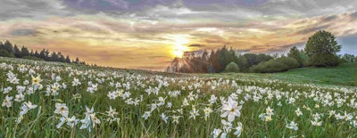 This photo of wild Narcissus won first place in Wildflower Landscapes. Image by Gianluca...