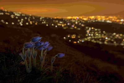 'I wanted to show how it was possible to find natural beauty thriving in a city and close to human...