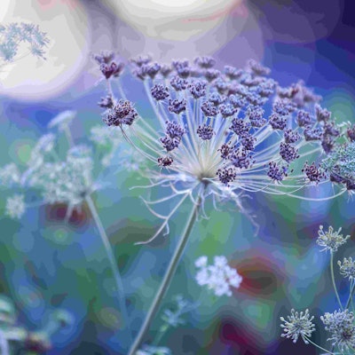 This photo was highly commended in the Beauty of Plants category. Image by Rosanna Castrini....