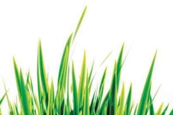 AU turfgrass day art