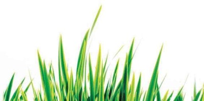 Au Turfgrass Day Art