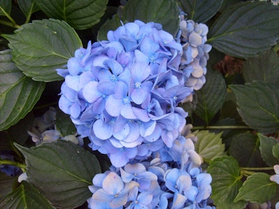 Careful site selection can help you ensure hydrangea bushes will thrive.