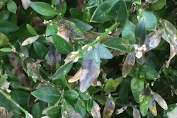 The spread of the disease among one of America’s most popular shrubs has been nonstop for more than five years now. Photo: Georgia Department of Agriculture
