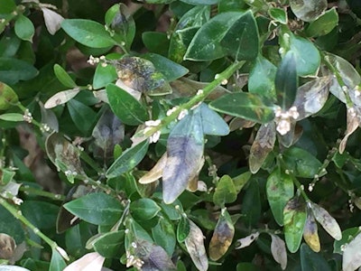 The spread of the disease among one of America’s most popular shrubs has been nonstop for more than five years now. Photo: Georgia Department of Agriculture