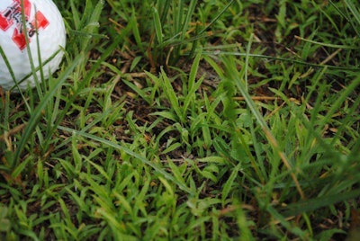 Crabgrass often fails to germinate when it is shaded by a healthy lawn. Photo: Zac Reicher, Bayer