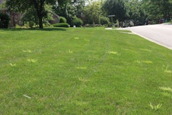 crabgrass-thriving-first-signs-of-drought