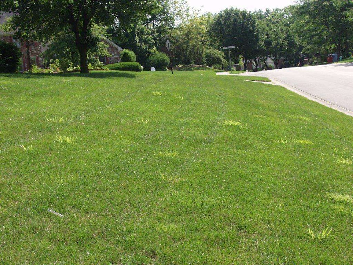 Busting six myths surrounding pre-emergent herbicides | Total ...