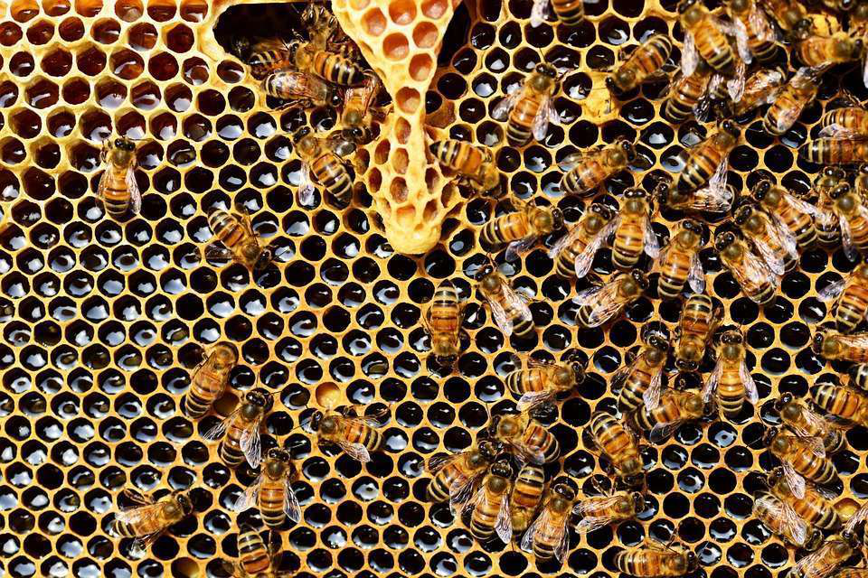 Honeybee Hive