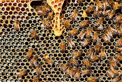 Honeybee Hive