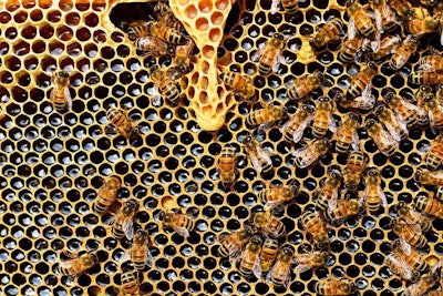 Honeybee Hive