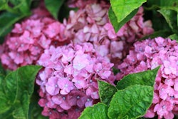 hydrangea-bush