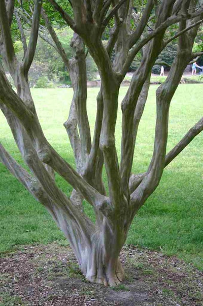 When pruning a crape myrtle, you should be cutting to see through them, not over them. Photo: Ryan Somma/Flickr