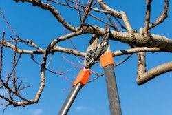 pruning-arborist