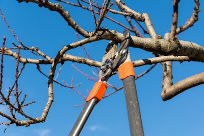 In late winter, an arborist has a clearer view of branches while determining which need to be removed and which areas are diseased or problematic. Photo: Friendly Tree Service