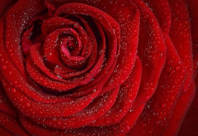 Close Up Photo of a Rose and Rose Petals