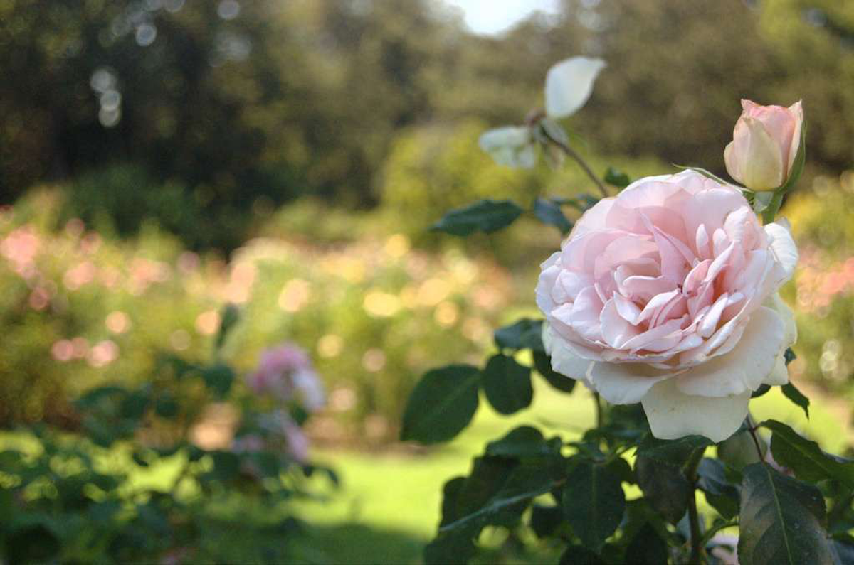 How To Prune The Different Categories Of Roses Total Landscape Care