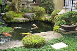 This photo is from a gallery of Hawaiian garden images on the Pacific Agricultural Sales and Services website.