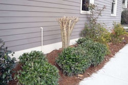 topped-crape-myrtle-utahwildflowers