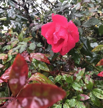 Photo: Beth Hyatt/Total Landscape Care