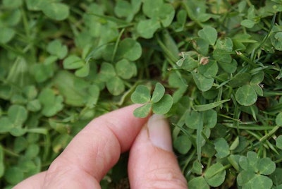 Clovers-Trisha-1024×687