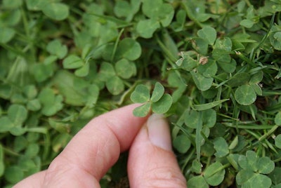 Four-leaf clovers are not the only green plant you can use to celebrate St. Patrick’s Day this season. Photo: Trisha/Flickr