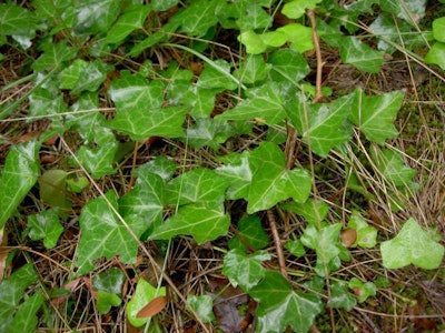 Photo: Paige Filler/Flickr