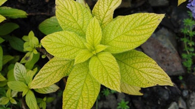 Photo: *FlowerGirl/Flickr