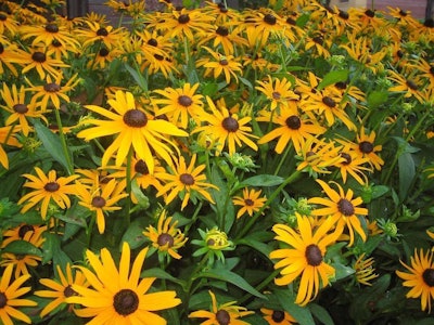 Photo: Karen and Brad Emerson/Flickr