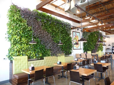 The green walls in Brome Burgers & Shakes is maintained by Bell’s Landscape Services Inc. Photo: LiveWall