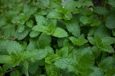 Photo: Nate Steiner/Flickr