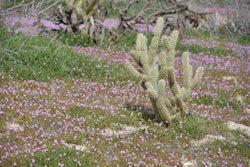 This year marks what could be the largest occurrence of said ‘super bloom’ since 1997-98, two banner years for wildflowers. Photo: Rob Bertholf/Flickr