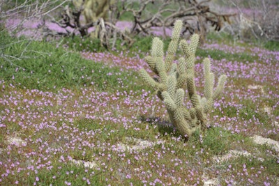 This year marks what could be the largest occurrence of said ‘super bloom’ since 1997-98, two banner years for wildflowers. Photo: Rob Bertholf/Flickr