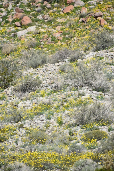 Currently, mid-March looks to be the time when the park will be in full bloom; the blooms will likely last for several weeks as the different areas come into full bloom. Photo: Rob Bertholf/Flickr