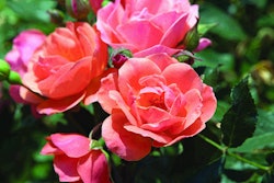 Coral Knock Out is one of the three new varieties recently introduced. Photo: Star Roses and Plants