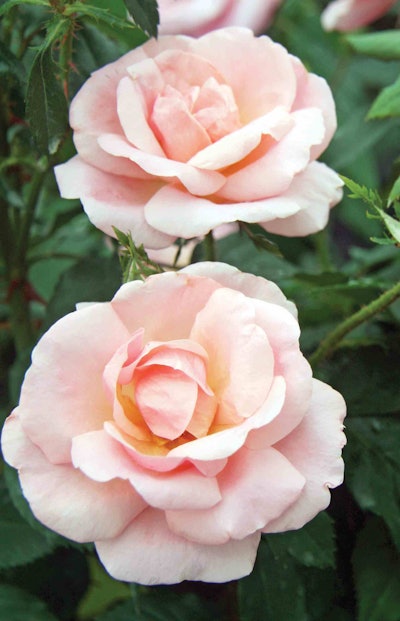 Peachy Knock Out Photo: Star Roses and Plants