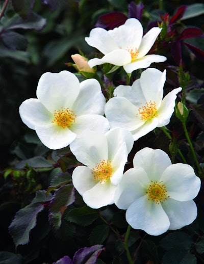 White Knock Out Photo: Star Roses and Plants