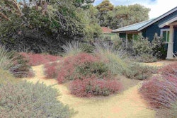 Informal plantings of rosy buckwheat, deer grass, ceanothus, coyote mint, manzanita and bush anemone spill into the decomposed granite paths in this California native garden in Capitola. Designed and maintained by Plant Landscape Design. Photo: Matt Ross/Flickr